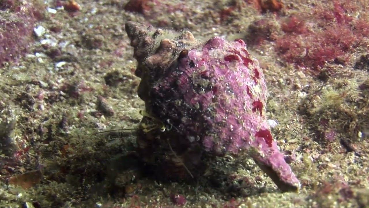 Galapagos 07 смотреть онлайн
