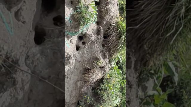 Суслики Кисловодска смотреть онлайн