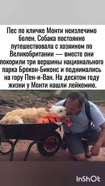 История настоящей любви человека и собаки #собака #любовь #музыка #топ смотреть онлайн