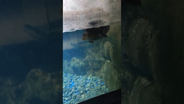 Океанариум Владивосток 1 часть смотреть онлайн