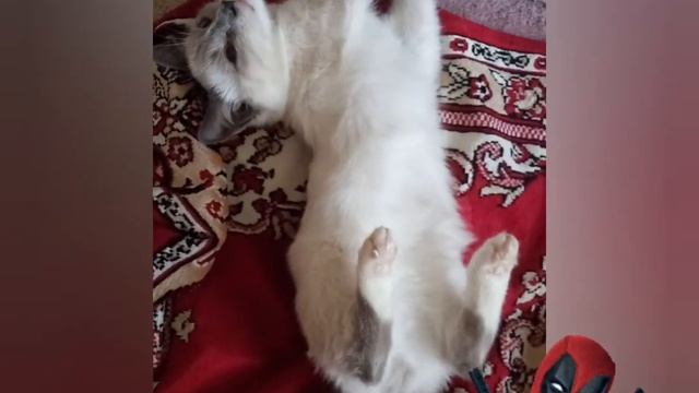 Забавный кот смотреть онлайн