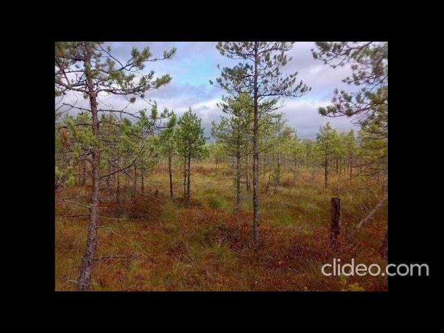 зловещий мшец смотреть онлайн