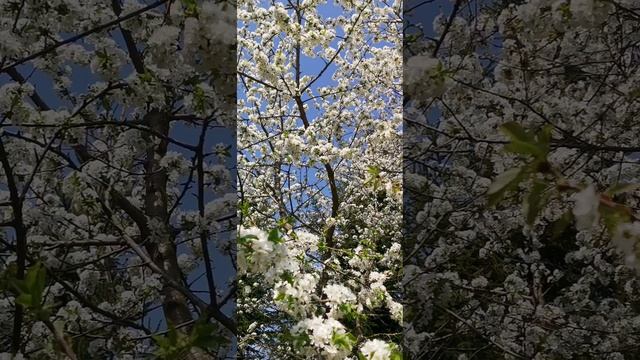 Весна.🌿🍀☘️Авторское видео . смотреть онлайн