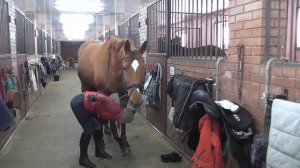 Как правильно расседлать лошадь