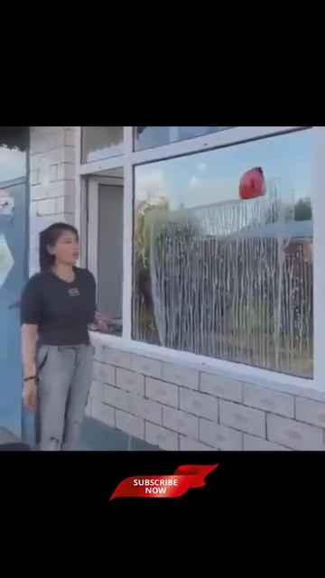Smart Window Cleaning Device | Window cleaning tool #Shorts смотреть онлайн