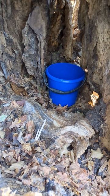 Огромное древнее дерево смотреть онлайн