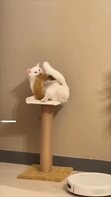 Смешные видео