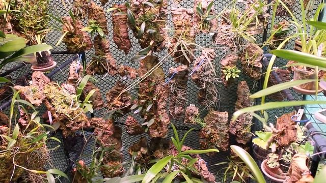 Orchid Grow Tent Mod and Re-arranging Some Orchids смотреть онлайн