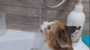 У меня живет культурный кот - Нежное ЭТО