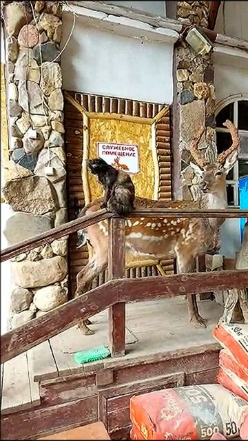 Вот это дружба всегда вместе всегда рядом #приколысживотными#интересныеистории