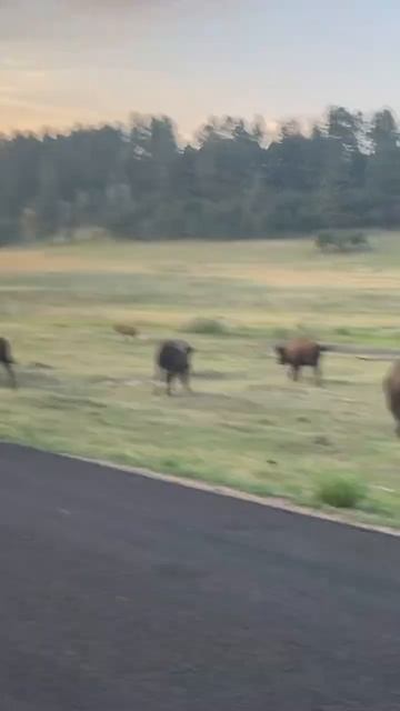 Bison in South Dakota смотреть онлайн