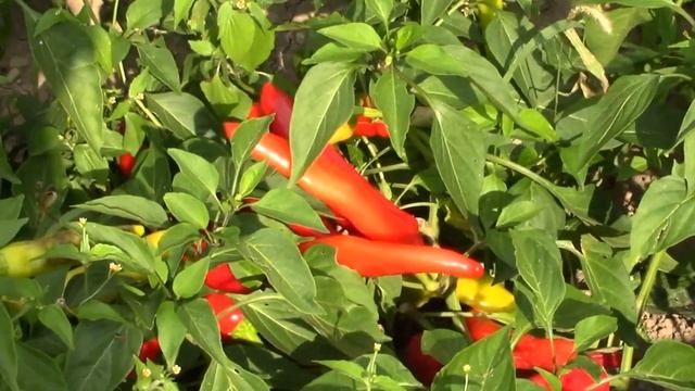 MACARİSTAN HAKKINDA BİLGİLER| Macarlar Türk Mü? смотреть онлайн