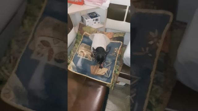 Дюша собакен в домашней зоогостинице на передержке Сочи смотреть онлайн