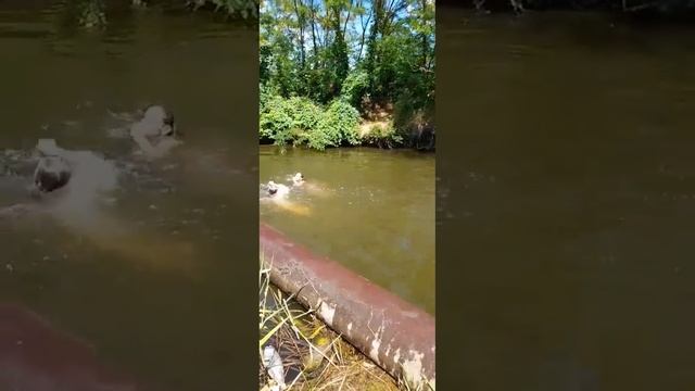 Купаемся на речке🌊🌿 смотреть онлайн