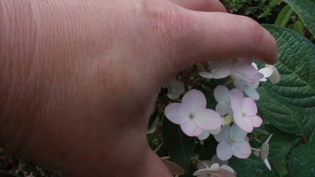 Гортензии в саду. Обзор сортов смотреть онлайн