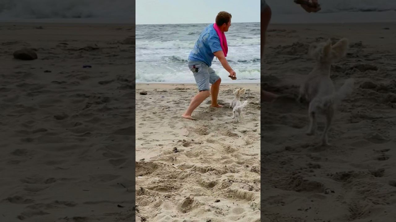 Сальто-Йорк #whitedog #yorkshire #dog #funnydog #puppy #terrier смотреть онлайн
