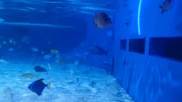 Океанариум в Харбине, 15 августа 2024 г.