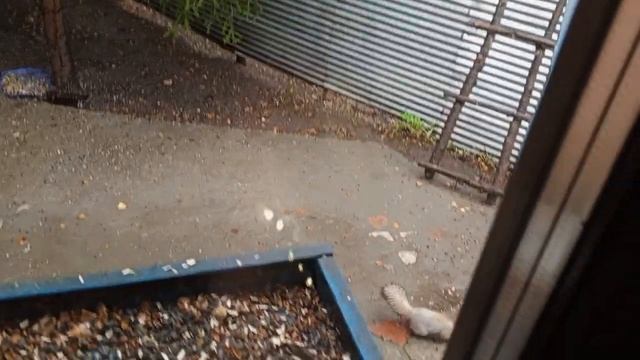 У белки в крыше есть тайник из шишек .Карта на корм бел? смотреть онлайн