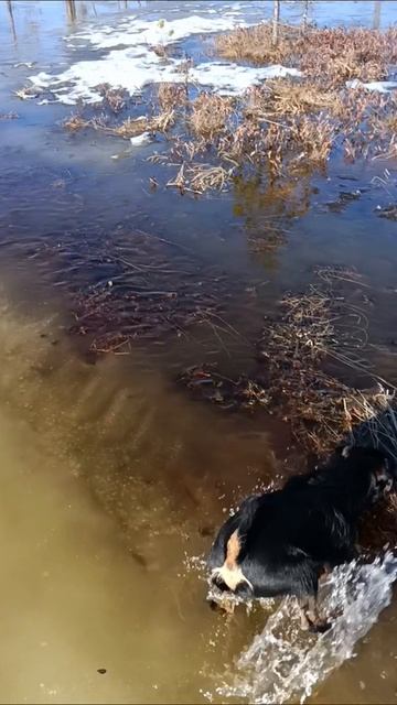 прём по болоту до избы