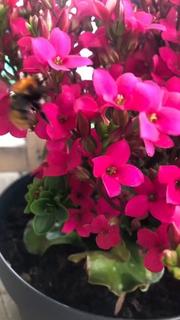 Bumble Bee with the Flowers,the Beauty of Pollination!!!🐝🐝🐝😍😍 #shorts #shortsfeed #shortsvideo смотреть онлайн