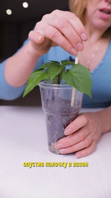 Как понять, что пора поливать рассаду или домашние цветы? Простой приём на заметку! смотреть онлайн