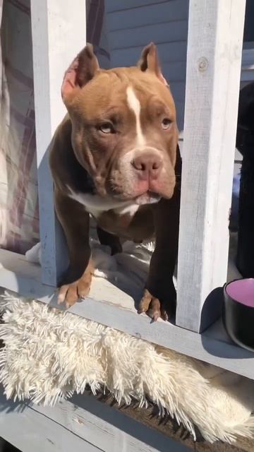АМЕРИКАНСКИЙ БУЛЛИ . [ 5 мес мальчугану ] #americanbully #shorts #американскийбулли смотреть онлайн