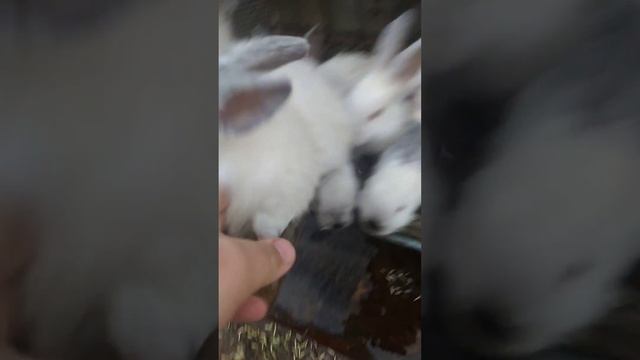 Клетка для кроликов своими руками смотреть онлайн