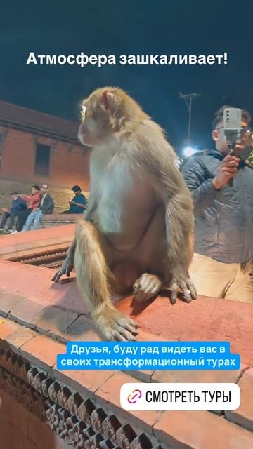 Непальский вечер в компании обезьяны) #Непал #авторскиетуры #обезьяны смотреть онлайн