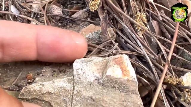 Escorpiones de España - Euscorpius flavicaudis смотреть онлайн