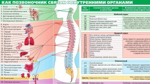 Руководство о Функциях каждого позвонка