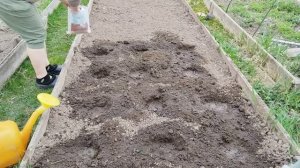 Правила посадки клубники весной в открытый грунт