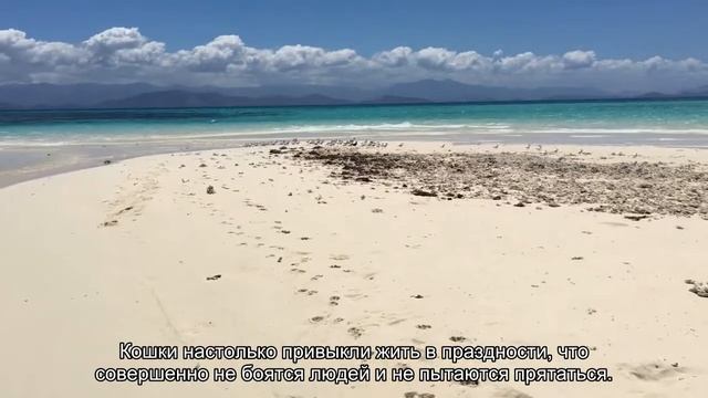 Одно посещение необычного японского острова заменяет 10 сеансов психотерапии смотреть онлайн