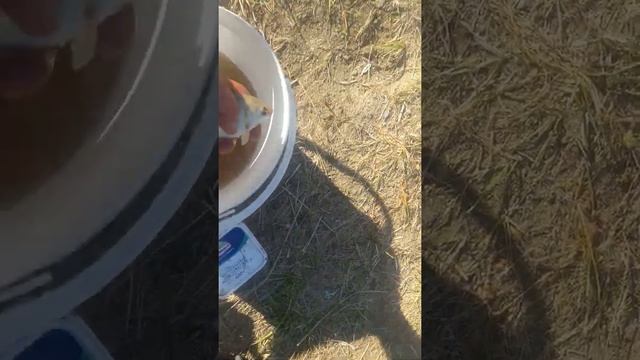 хуторок нижнерусское смотреть онлайн