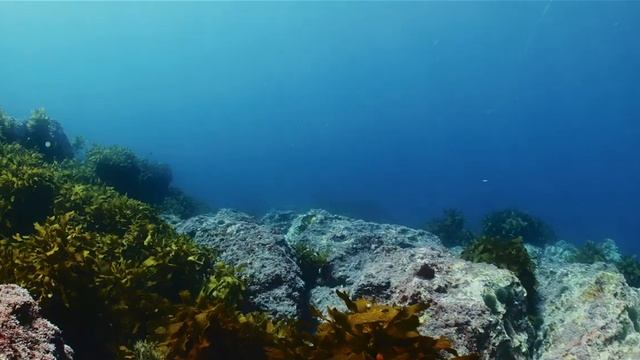 Регулятор для дайвинга Aqua Lung Leg3nd Elite смотреть онлайн