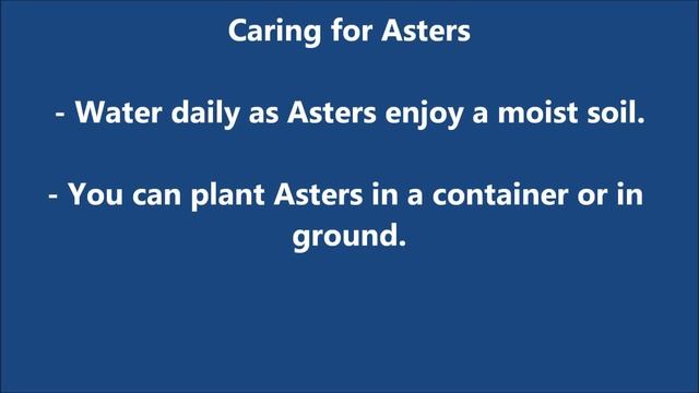 Caring for Asters with Stauffers of Kissel Hill смотреть онлайн