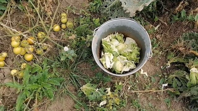 Самый запущенный огород🤦♀️ смотреть онлайн