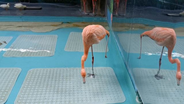 Фламинго и утки в г. Харбин, Китай