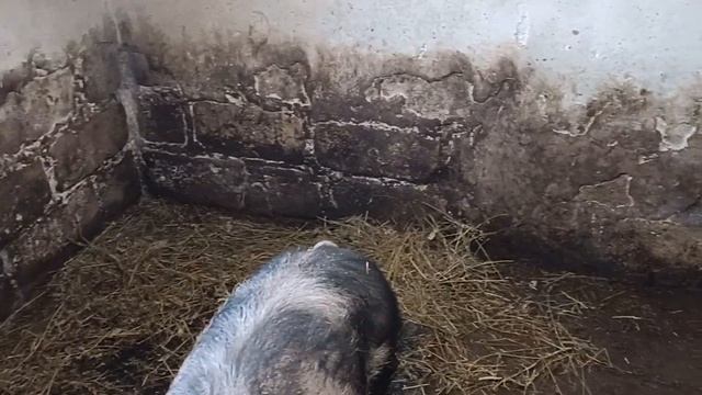 Чем богаты... Свинья не растёт 🤔🥴, коты одолели🫣 смотреть онлайн
