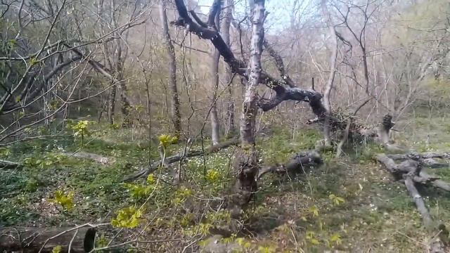 10.04.2020. ГПЗ "Утриш", Базовая щель. Палатка туристов. смотреть онлайн