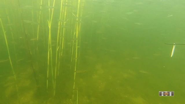 2021 №11 ОКУНЬ ПОШЕЛ смотреть онлайн