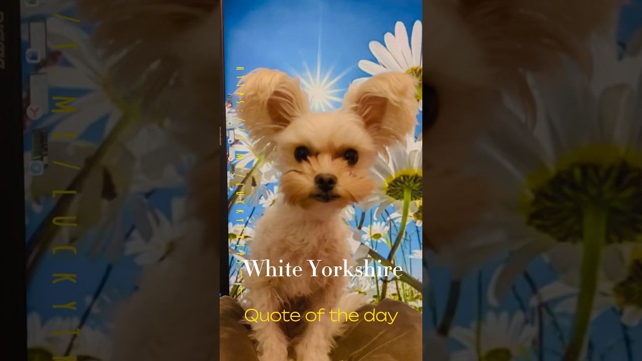 #golddust #yorkie #yorkshire #whitedog смотреть онлайн