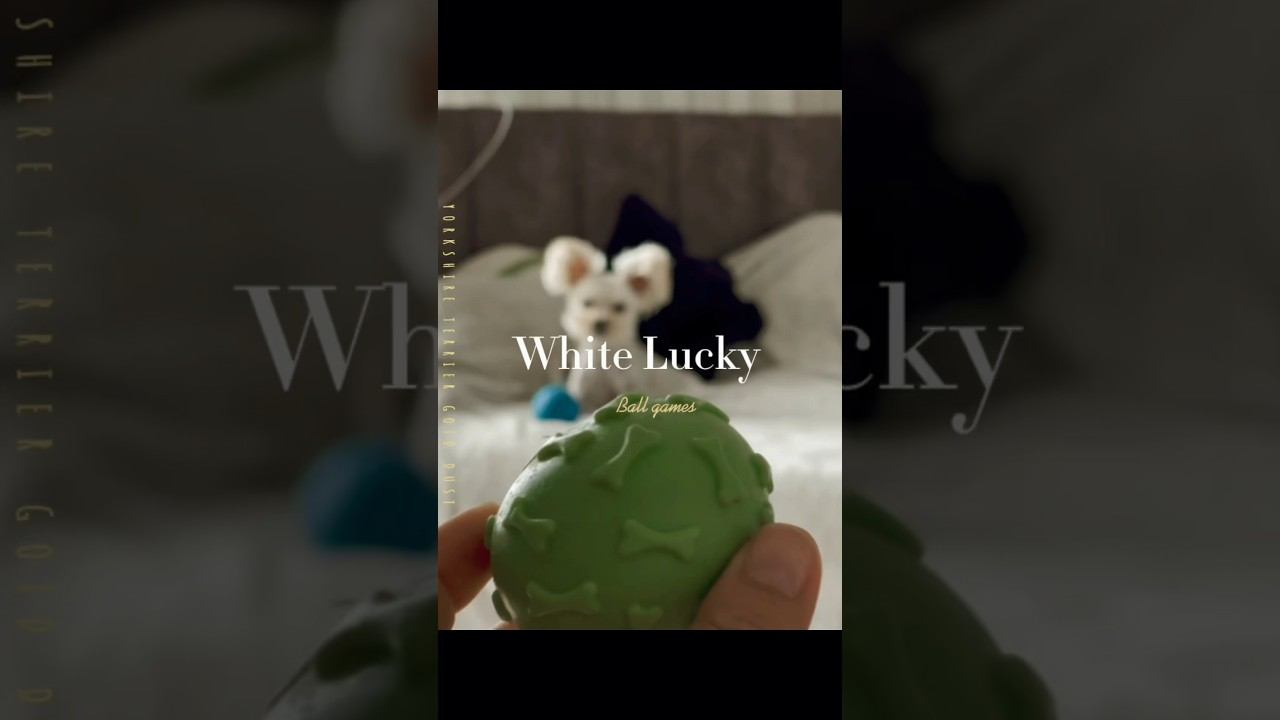 Игры с мячом #whitedog #yorkshire #funnydog #dog #puppy #terrier смотреть онлайн
