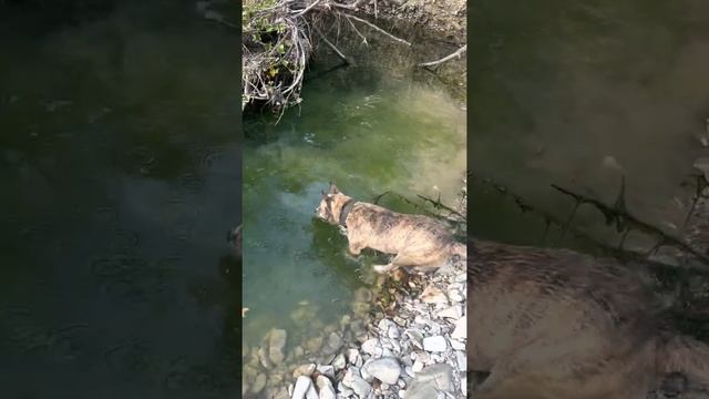 Выбрался в горы, дал хищнику глоток природы #краснодарскийкрай #ольгинка #live #life #dogs #dog #ле смотреть онлайн