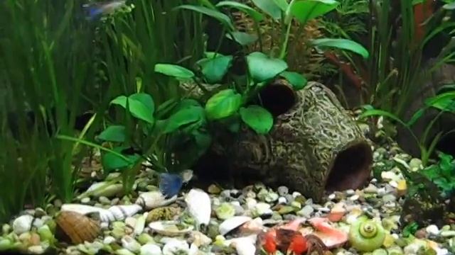 Похождения крабика Кеши смотреть онлайн