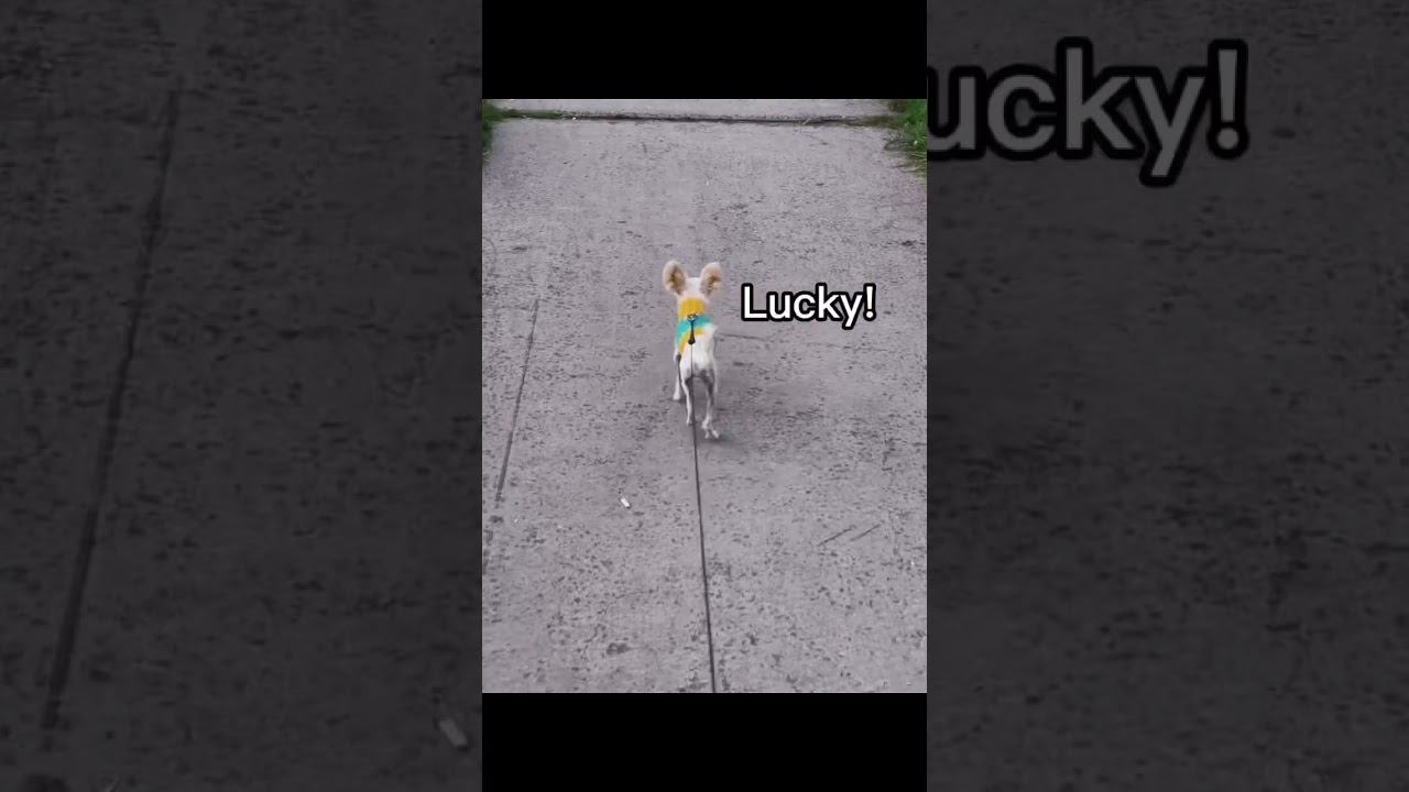 Lucky смотреть онлайн