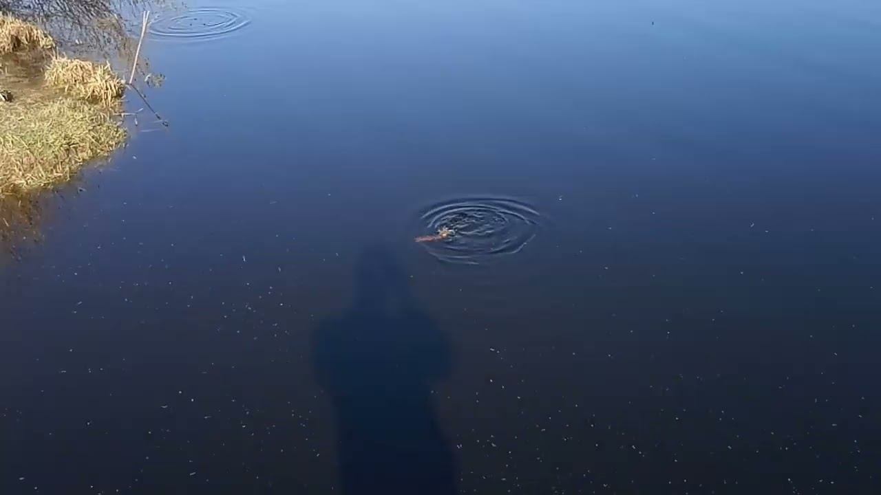 черная речка. смотреть онлайн