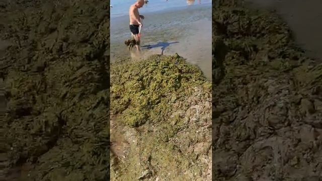 Железный Порт нашествие водорослей. смотреть онлайн