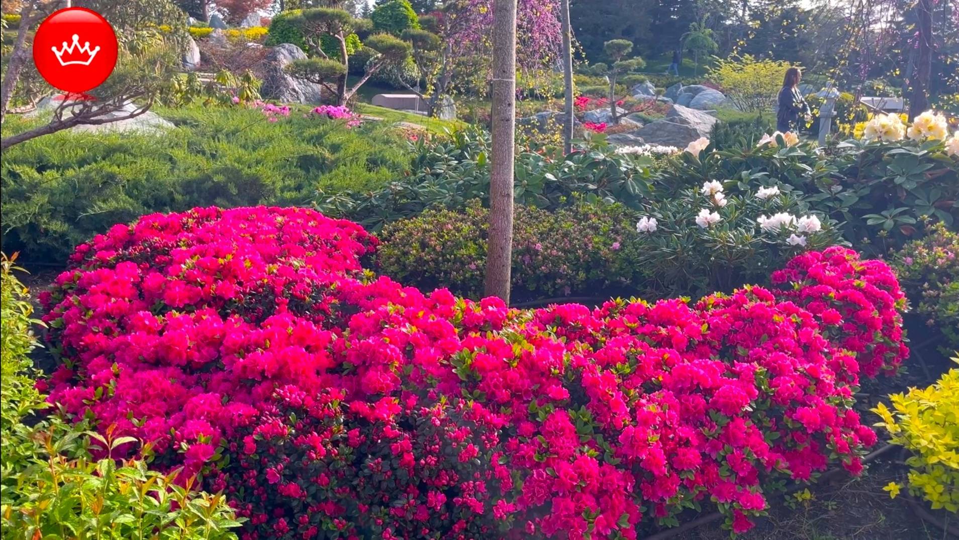 🌸🤩В парке Галицкого в Японском саду не пропустите яркое цветения 2025. смотреть онлайн