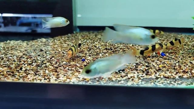 Electric Blue Acara 🐟🐟🐟 смотреть онлайн
