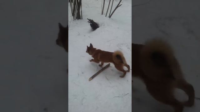 Наш маленький охотник! смотреть онлайн